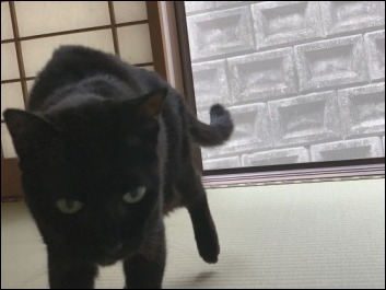 猫の動き_b0300759_12362978.jpeg