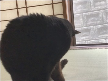 猫の動き_b0300759_12363575.jpeg