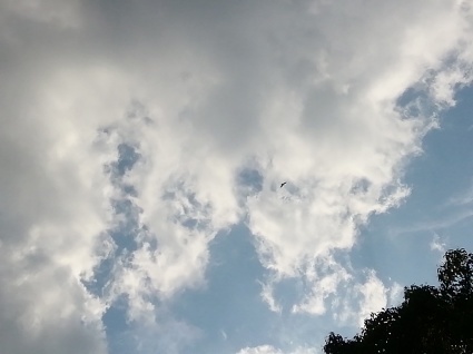 鷹の爪…_b0368362_08462416.jpg