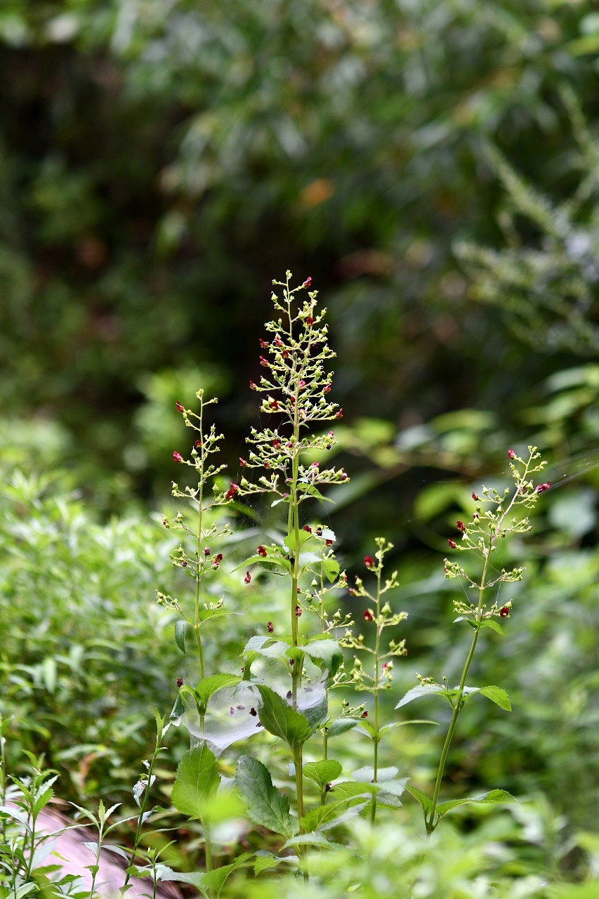 オオヒナノウスツボ ゴマノハグサ科 私の植物観察日記