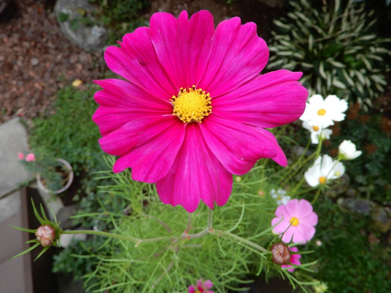 夏の終りのモエレの花火_c0025115_22382053.jpg