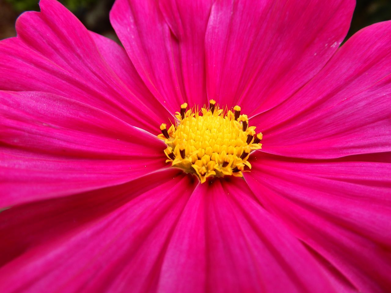 夏の終りのモエレの花火_c0025115_22402328.jpg