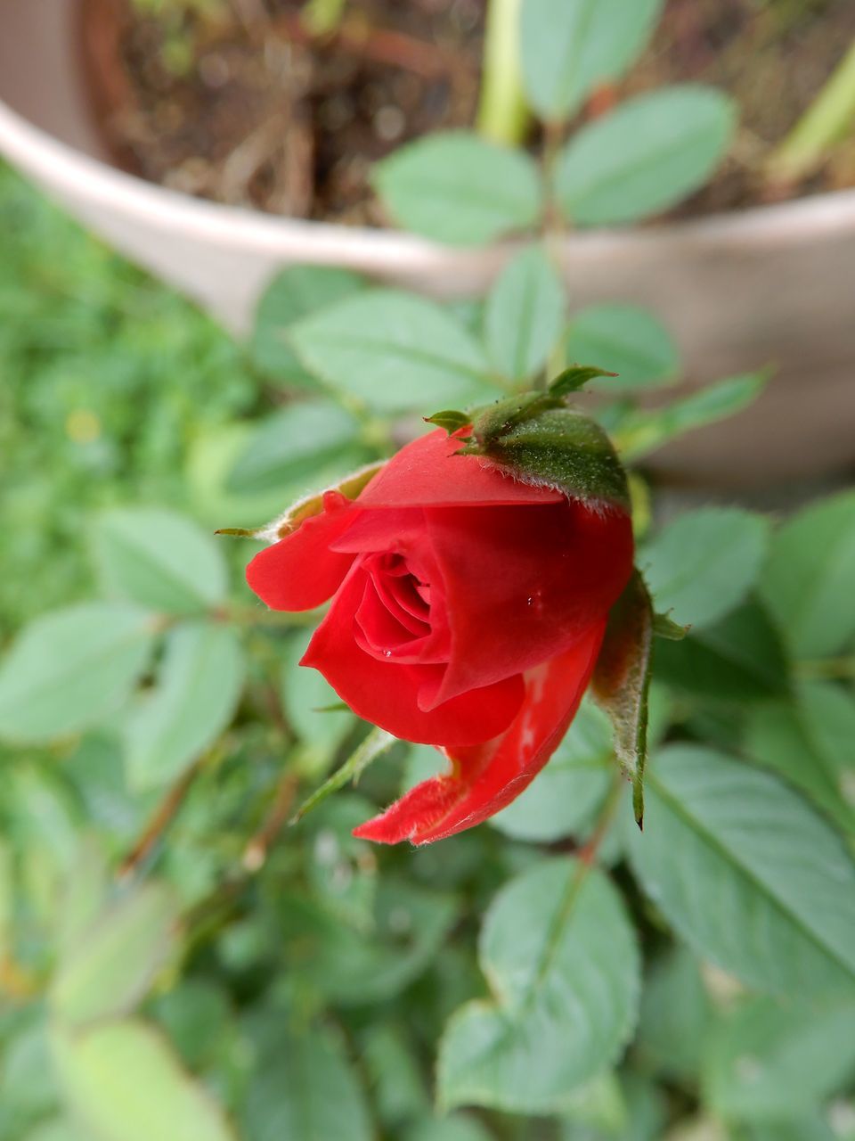 夏の終りのモエレの花火_c0025115_22451650.jpg