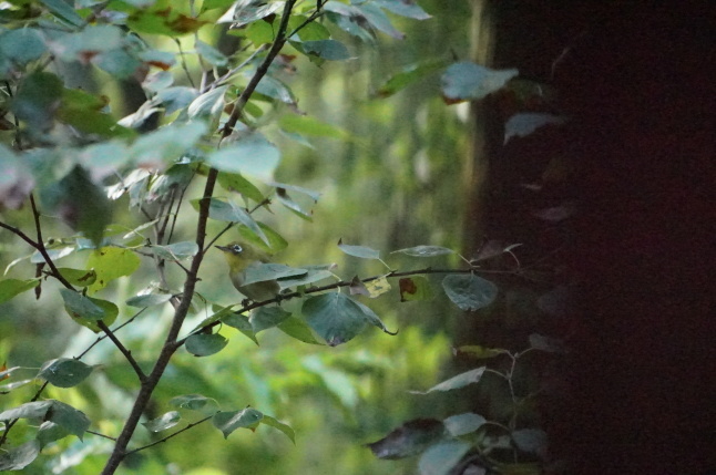 きょうの訪問者 めじろ君_d0348118_09182514.jpeg