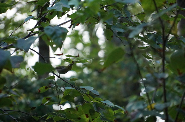 きょうの訪問者 めじろ君_d0348118_09184453.jpeg