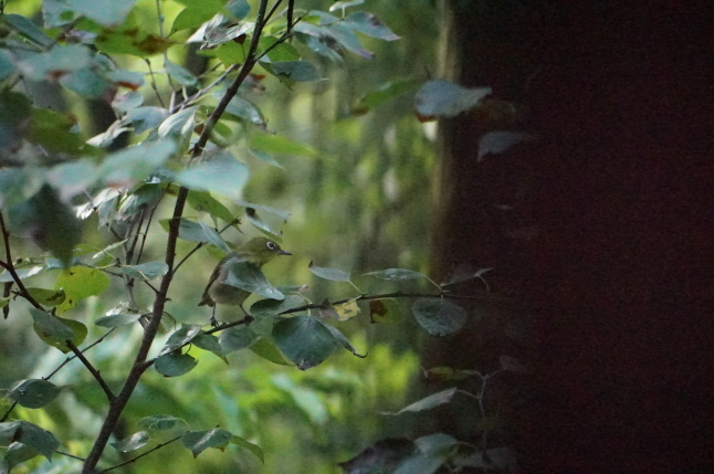 きょうの訪問者 めじろ君_d0348118_09190153.jpeg