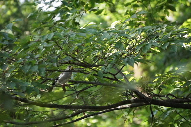 きょうの訪問者 めじろ君_d0348118_09201627.jpeg