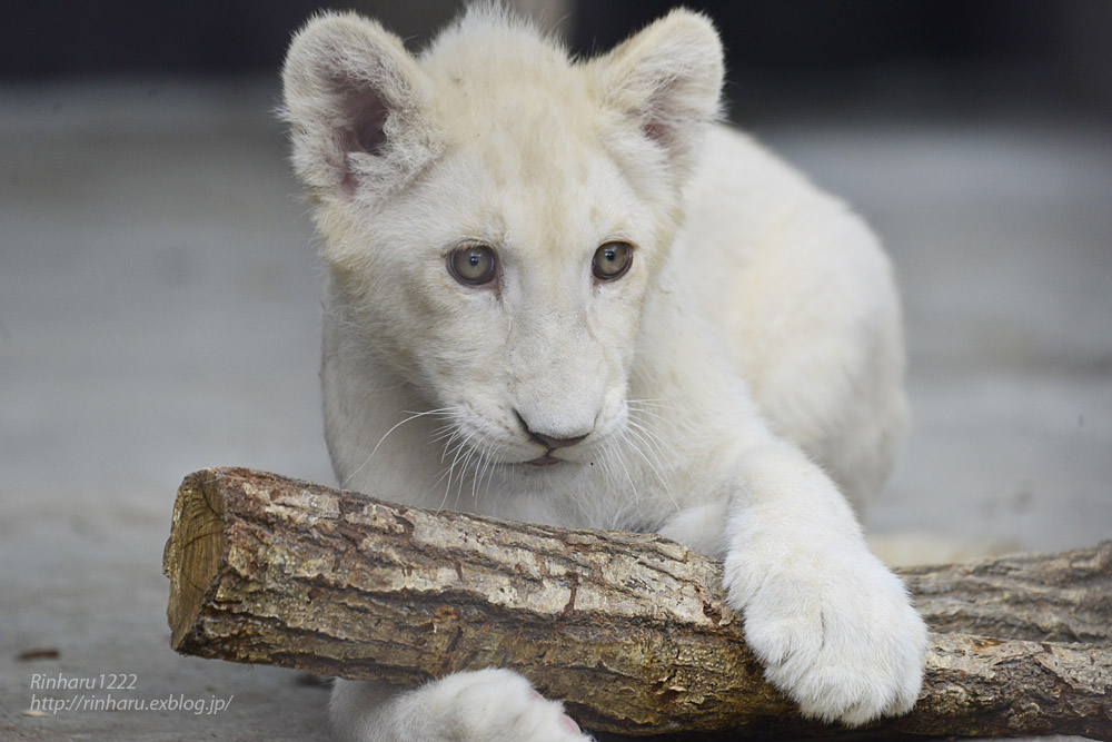 2020.6.27 東北サファリパーク☆ホワイトライオンのいっきゅう君とユズちゃん<その3>【White lion】_f0250322_18545016.jpg