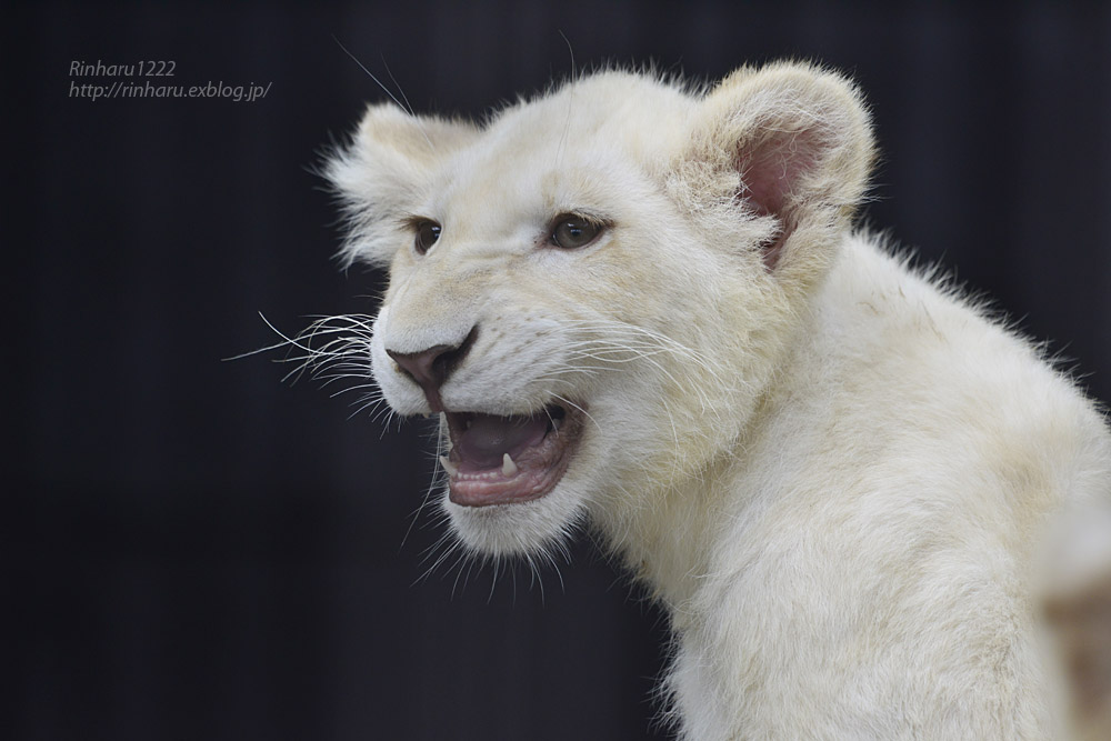 2020.6.27 東北サファリパーク☆ホワイトライオンのいっきゅう君とユズちゃん<その3>【White lion】_f0250322_18552045.jpg