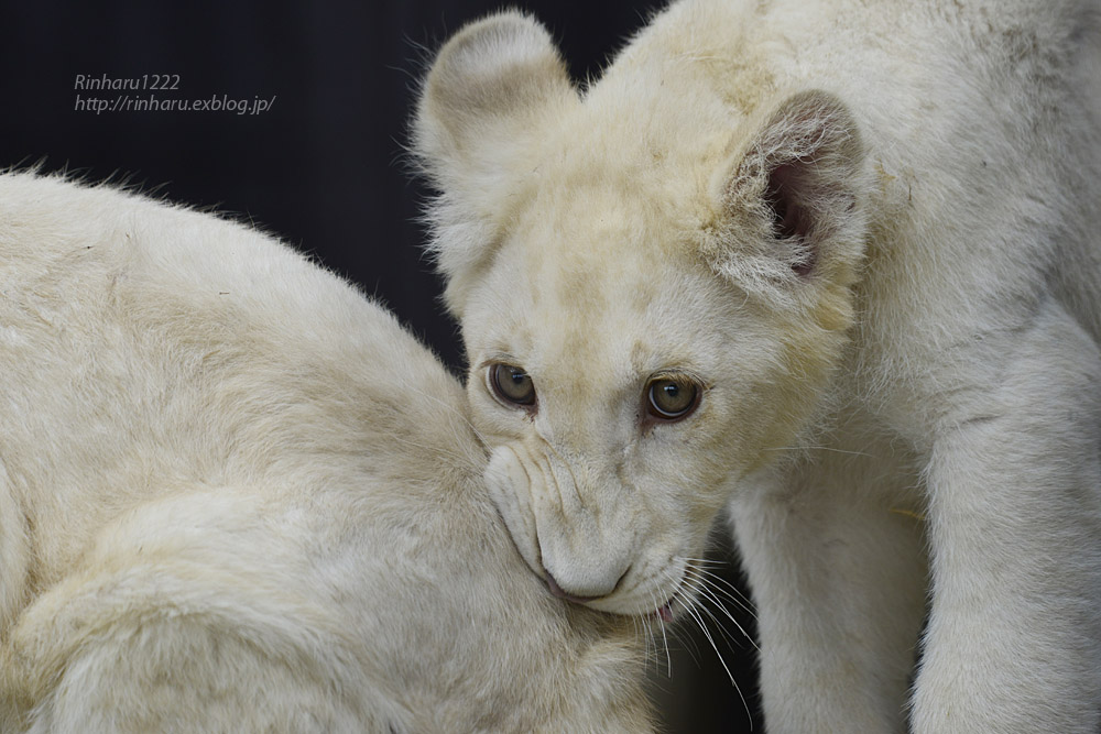 2020.6.27 東北サファリパーク☆ホワイトライオンのいっきゅう君とユズちゃん<その3>【White lion】_f0250322_18553516.jpg