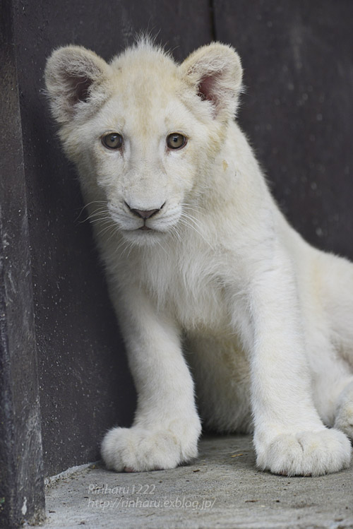 2020.6.27 東北サファリパーク☆ホワイトライオンのいっきゅう君とユズちゃん<その3>【White lion】_f0250322_18563092.jpg