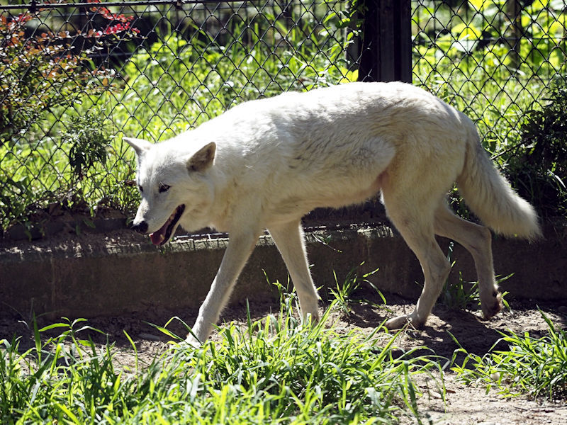 シンリンオオカミのカップル 動物園放浪記 シンリンオオカミのカップル 動物園放浪記