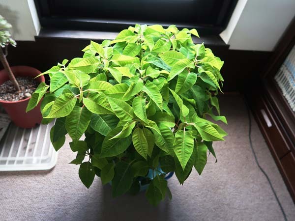 プリンセチア ひな日記