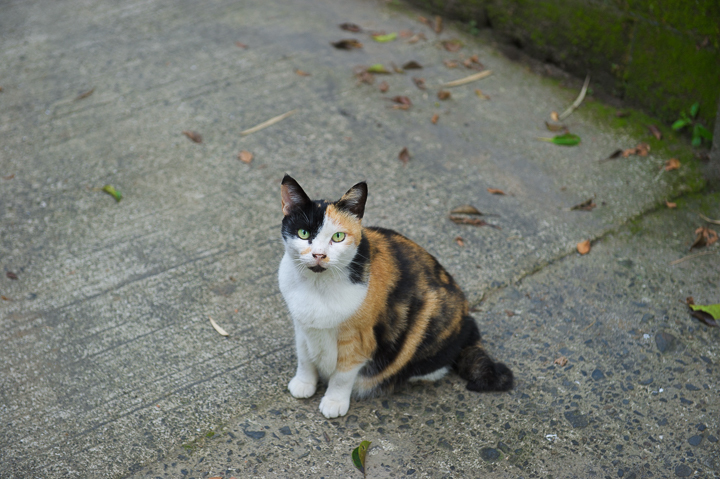 顎が黒い ネコは猫でも 野良猫写真 顎が黒い ネコは猫でも 野良猫写真