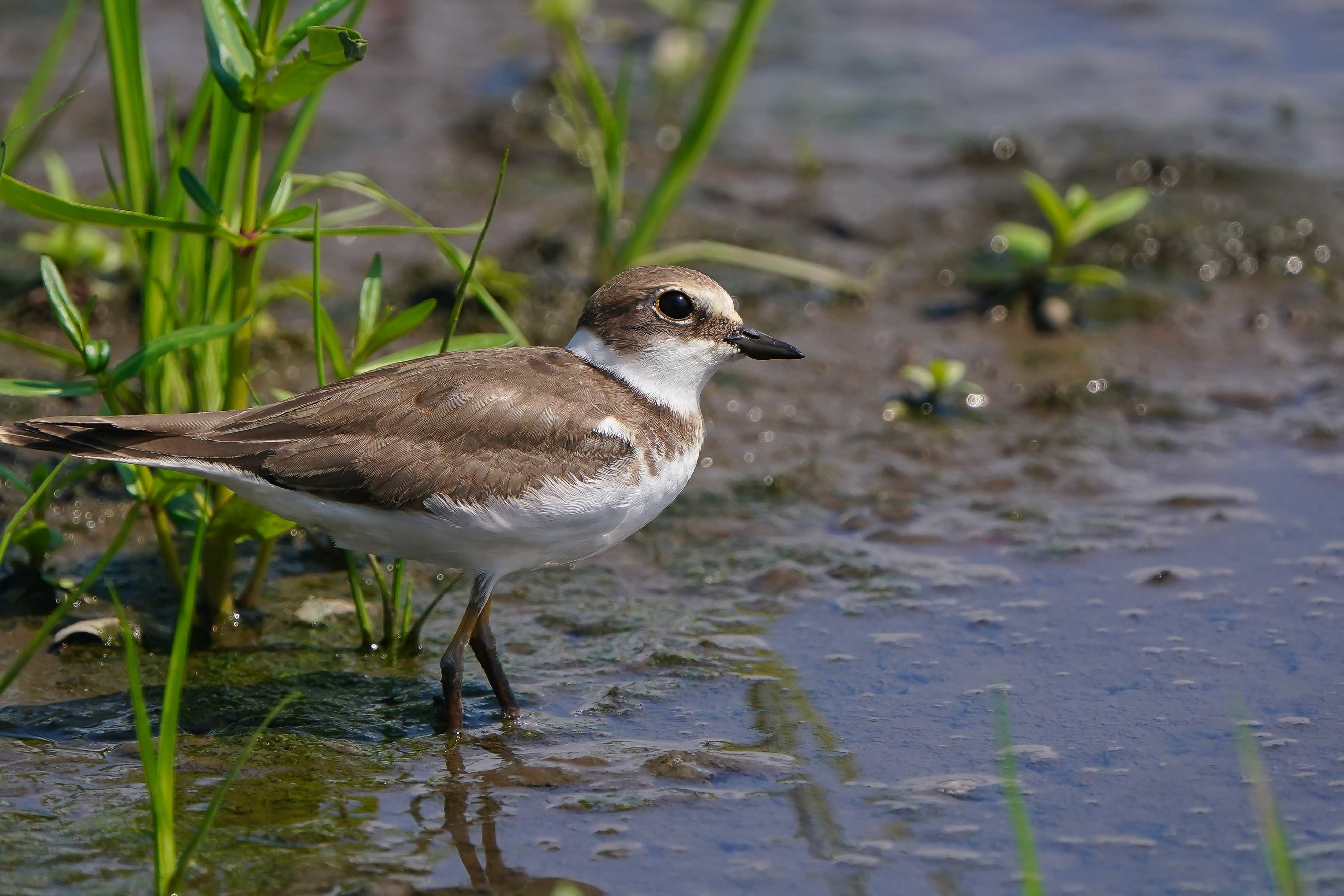 イカルチドリ（桑鳲千鳥）若_a0390596_21450042.jpg