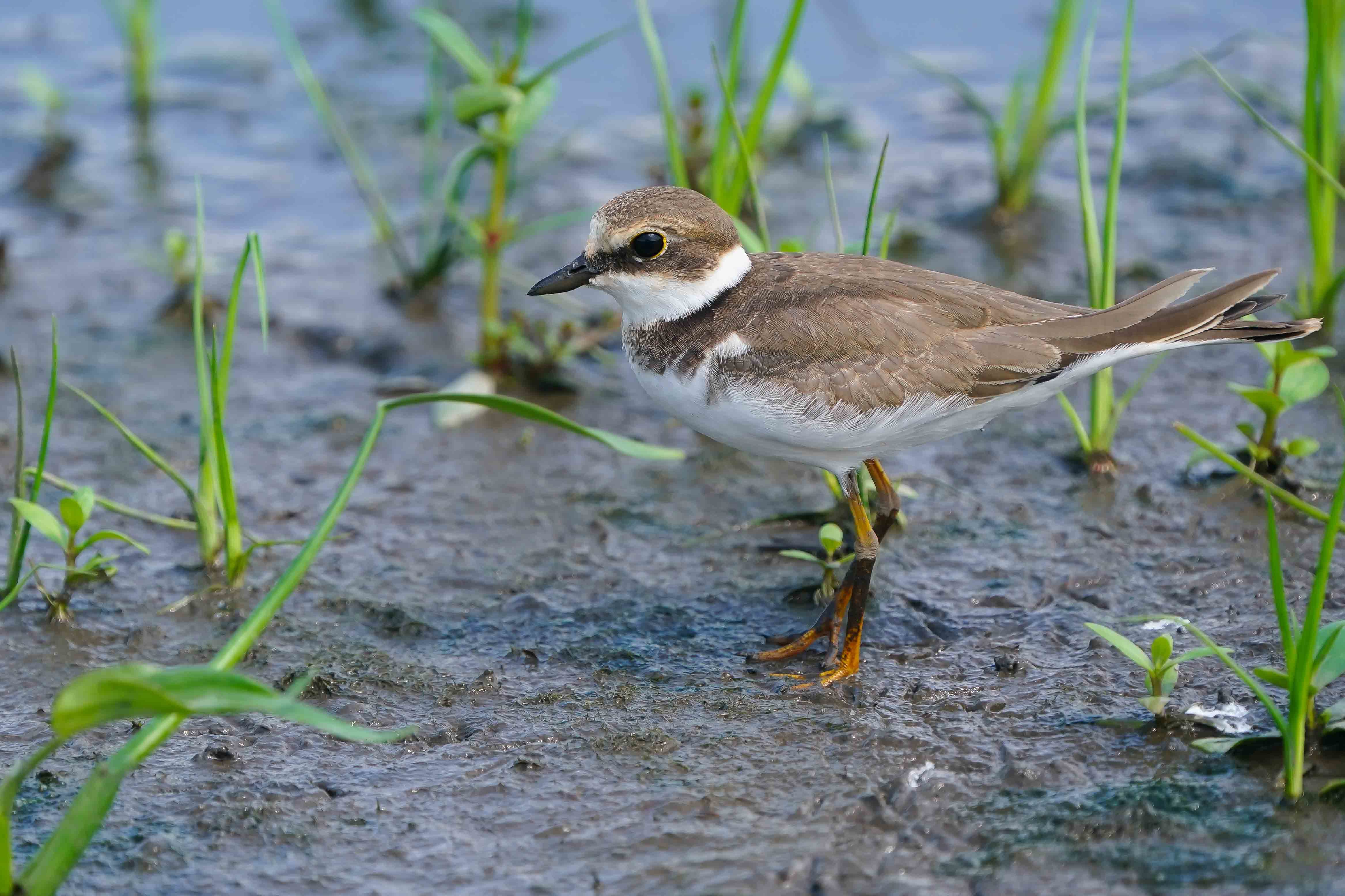 イカルチドリ（桑鳲千鳥）若_a0390596_21450358.jpg