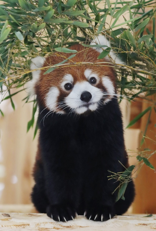 李花のリンゴタイム : レサパン日和