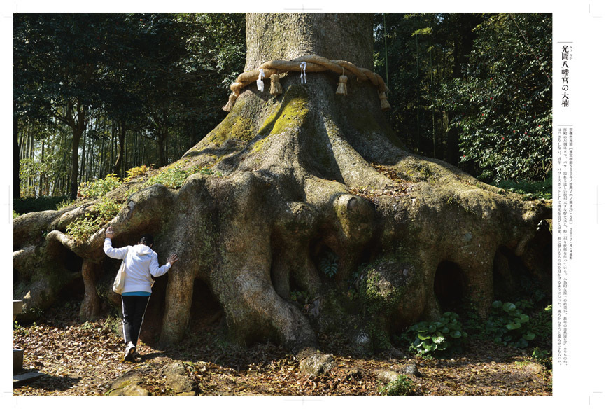  ■「巨樹にカメラを向ける時、ドキドキしませんでしたか？」──榊晃写真集『九州・沖縄の巨樹』に寄せられた声_d0190217_22455166.jpg