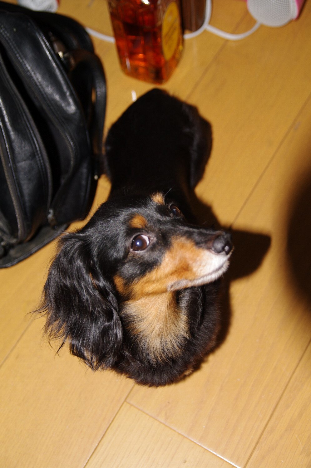 SIGMA DC 17-70mm F2.8-4.5 で_b0069128_09263823.jpg