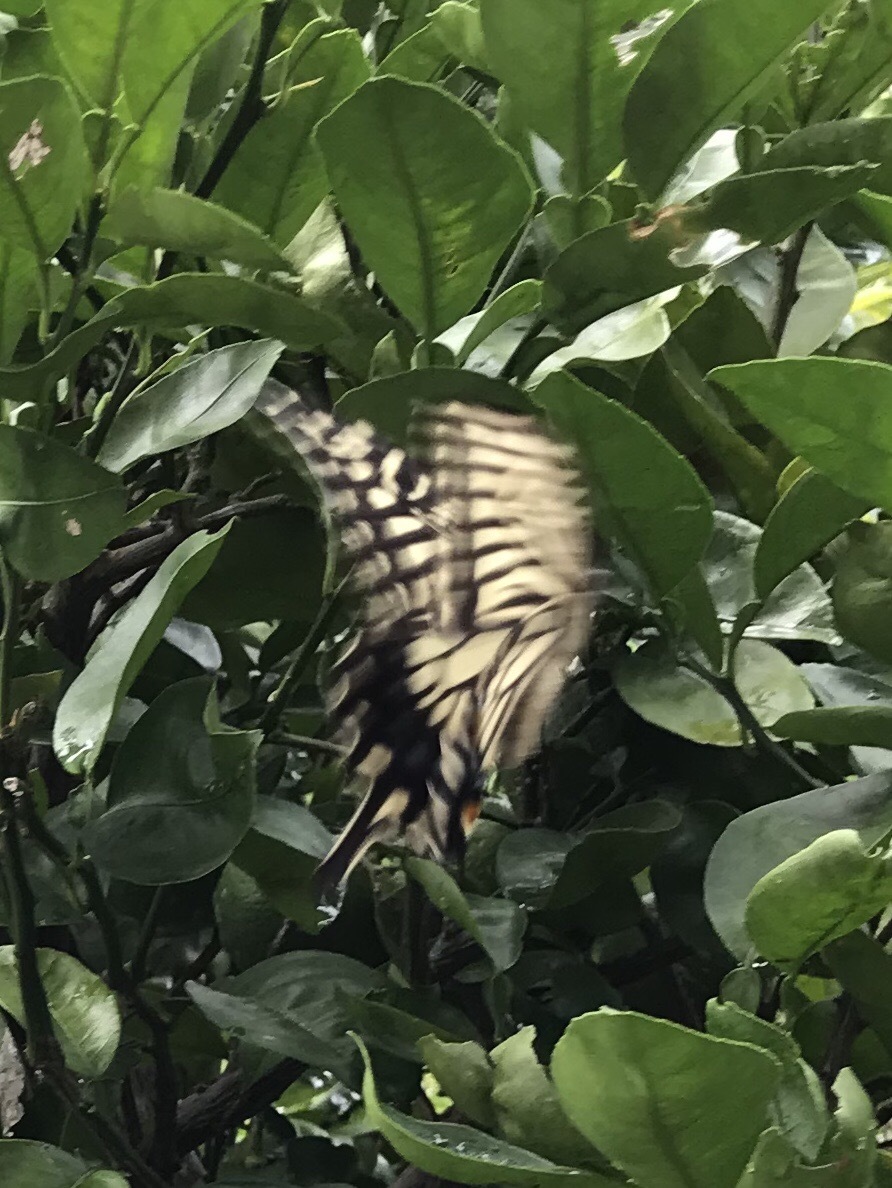 カボスの葉が丸まる 短歌なページ