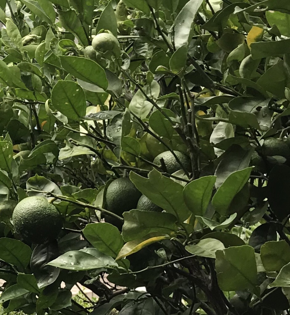 カボスの葉が丸まる 短歌なページ