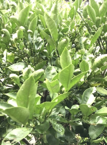 カボスの葉が丸まる 短歌なページ