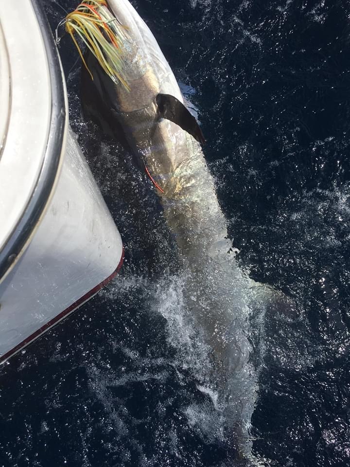10連続カジキ釣果_f0009039_11342568.jpeg