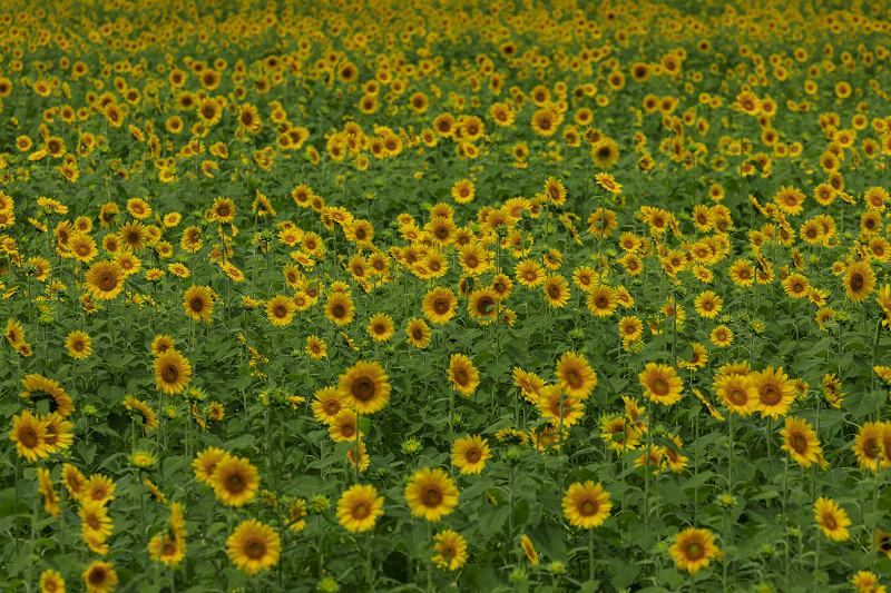小浜宮川ひまわり畑 福井県小浜市 花景色 K W C Photoblog