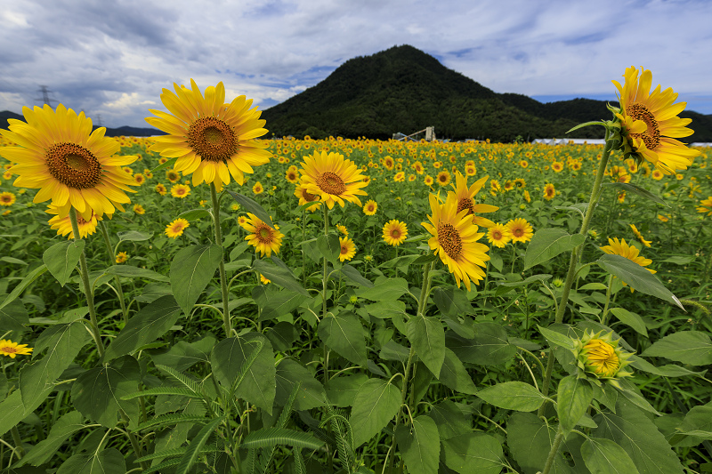 小浜宮川ひまわり畑（福井県小浜市）_f0155048_12302160.jpg