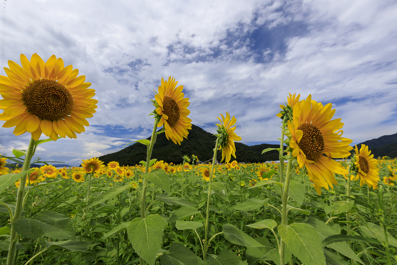 小浜宮川ひまわり畑 福井県小浜市 花景色 K W C Photoblog