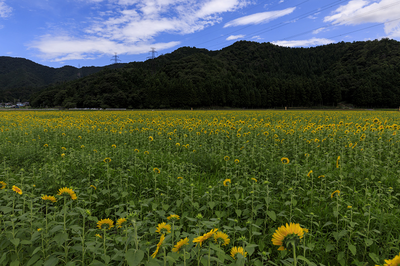 小浜宮川ひまわり畑（福井県小浜市）_f0155048_12364716.jpg