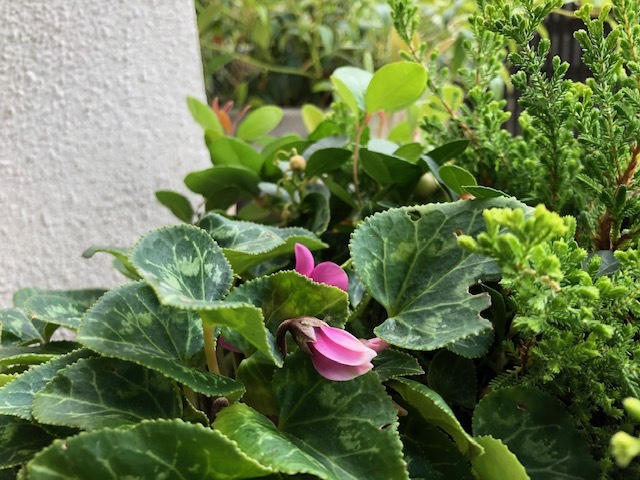 夏越しガーデンシクラメン リリ子の一坪ガーデン 夏越しガーデンシクラメン リリ子の一坪ガーデン