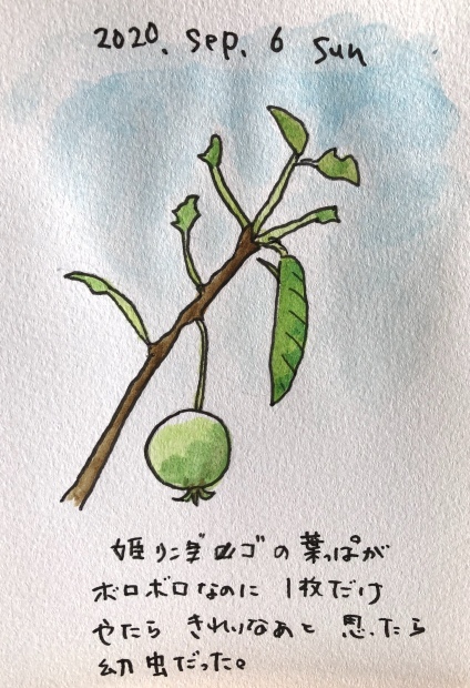幼虫_f0072976_10160946.jpeg
