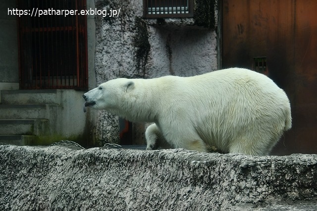 2020年7月 とくしま動物園 その6_a0052986_8422024.jpg