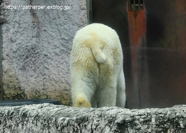 2020年7月 とくしま動物園 その6_a0052986_8424837.jpg