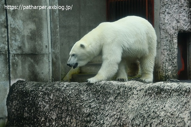 2020年7月 とくしま動物園 その6_a0052986_8433146.jpg