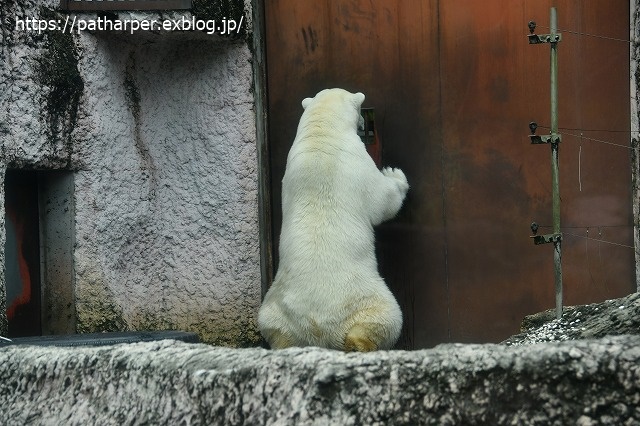 2020年7月 とくしま動物園 その6_a0052986_843522.jpg