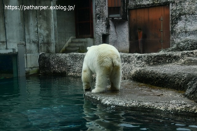 2020年7月 とくしま動物園 その6_a0052986_8435417.jpg