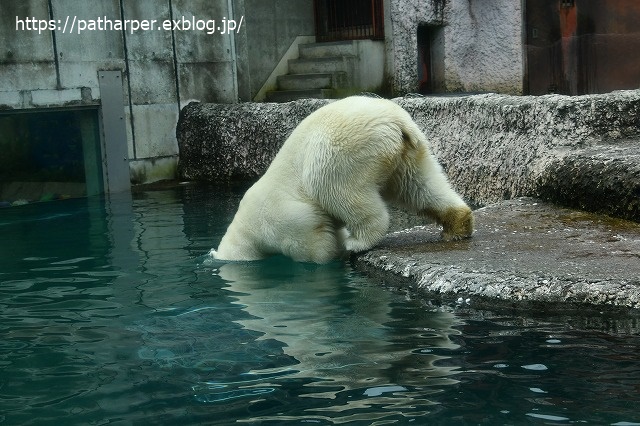 2020年7月 とくしま動物園 その6_a0052986_8442969.jpg