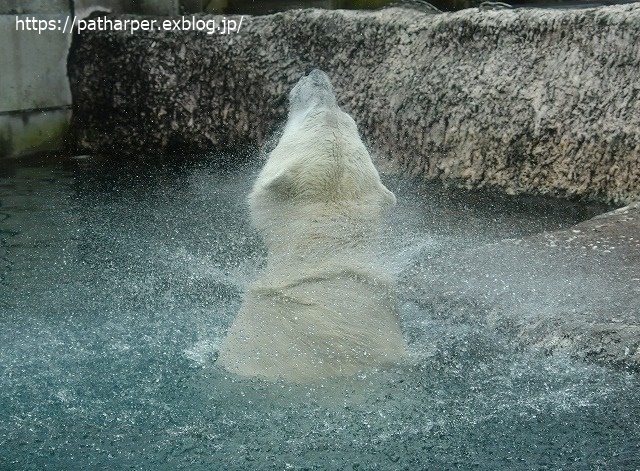 2020年7月 とくしま動物園 その6_a0052986_8455255.jpg