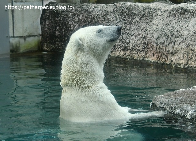 2020年7月 とくしま動物園 その6_a0052986_8471993.jpg