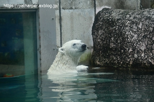 2020年7月 とくしま動物園 その6_a0052986_848237.jpg