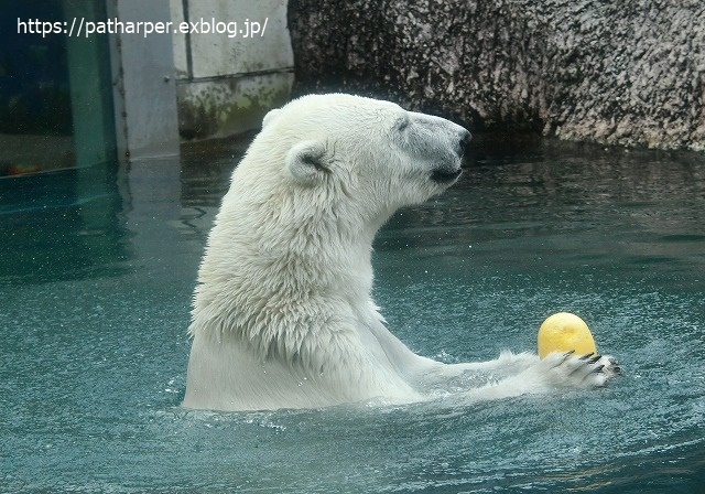 2020年7月 とくしま動物園 その6_a0052986_8501639.jpg