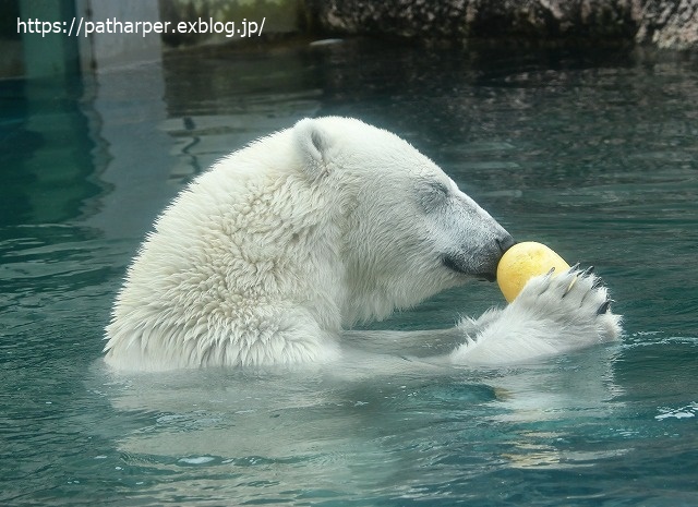 2020年7月 とくしま動物園 その6_a0052986_8504243.jpg