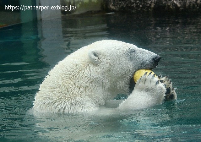 2020年7月 とくしま動物園 その6_a0052986_8511442.jpg