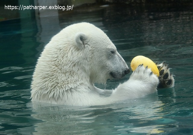 2020年7月 とくしま動物園 その6_a0052986_851416.jpg