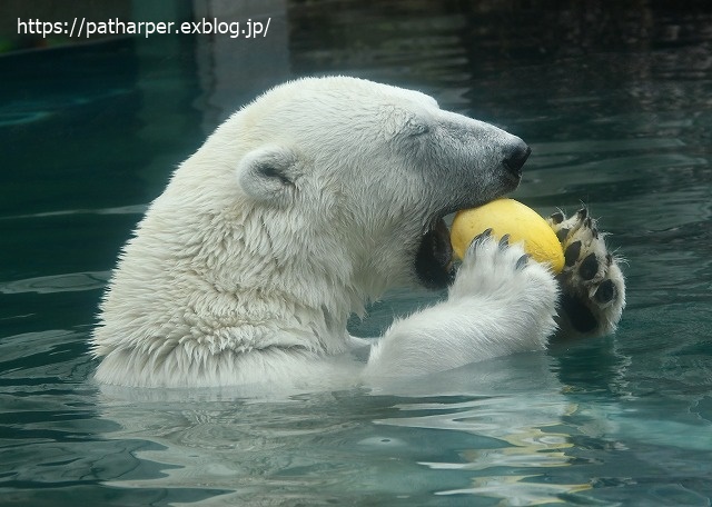2020年7月 とくしま動物園 その6_a0052986_852121.jpg