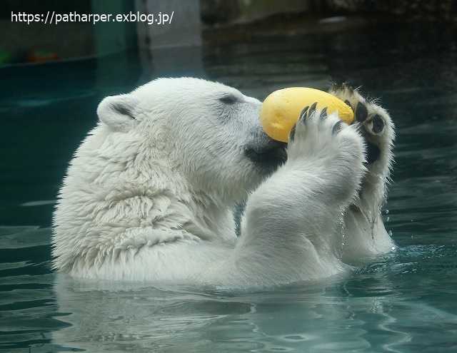 2020年7月 とくしま動物園 その6_a0052986_8533876.jpg