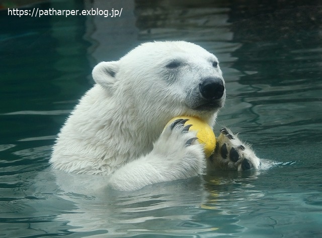 2020年7月 とくしま動物園 その6_a0052986_8535831.jpg