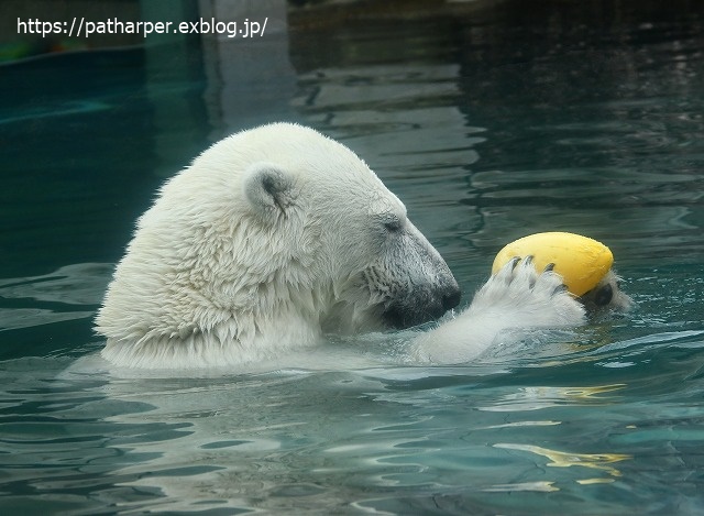 2020年7月 とくしま動物園 その6_a0052986_8541744.jpg